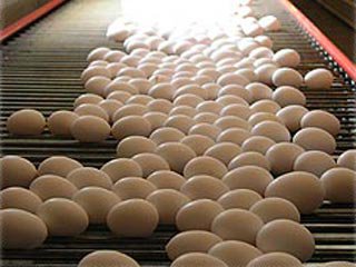 دخالت دولت در توزیع تخم مرغ غلط است/سوداگری علت افزایش قیمت تخم مرغ