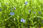 برداشت لگوم علوفه ای خلر برای اولین بار در بیضا