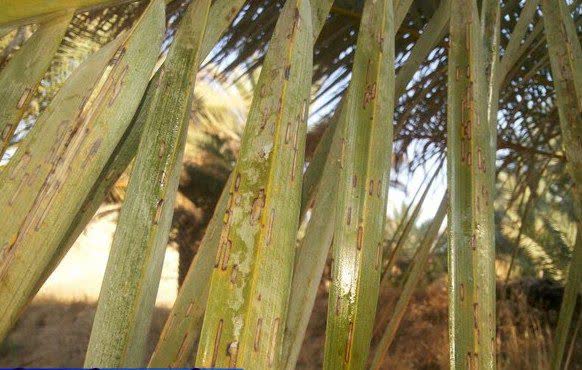 آفت زنجره خرما، تهدیدی جدی برای نخلستان های جهرم