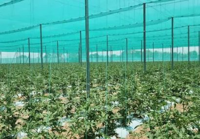 تخصیص تسهیلات برای توسعه گلخانه تابع اقلیم