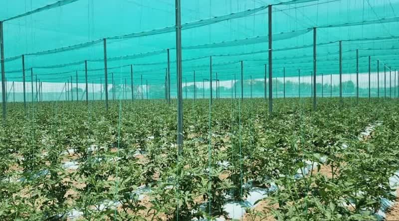تخصیص تسهیلات برای توسعه گلخانه تابع اقلیم