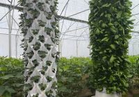 راه اندازی سیستم کشت عمودی ایروپونیک توسط گلخانه‌دار بیضایی
