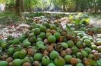 برداشت میوه بادام و گردو در فارس